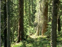 JG Architectural Offers Wood for Green Building