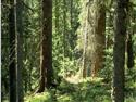 JG Architectural Offers Wood for Green Building