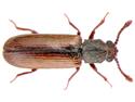 Couple Sues Wood Manufacturer Over Rare Infestation