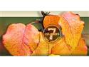 Seven Islands Buys MooseWood Flooring