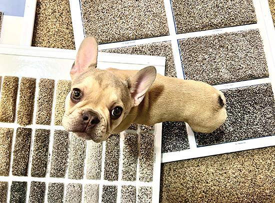 Paws on the Floor: How a pet boom is reshaping what homeowners want underfoot - June 2025