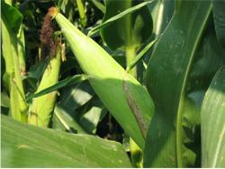 Armstrong Develops Corn-Based Resilient Tile