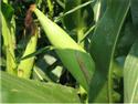 Armstrong Develops Corn-Based Resilient Tile