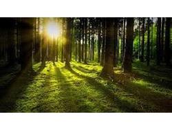 U.S. Representatives Introduce SAWMILL Act