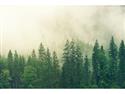 New Dept. of Ag Program Supports Wood Processing Facilities
