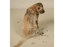 Carpet One Names Lees Spokes-Pet