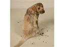 Carpet One Names Lees Spokes-Pet