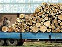 China Issues Rules on Overseas Logging