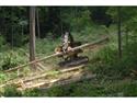 All TN Forests Receive Sustainable Forestry Initiative Certification